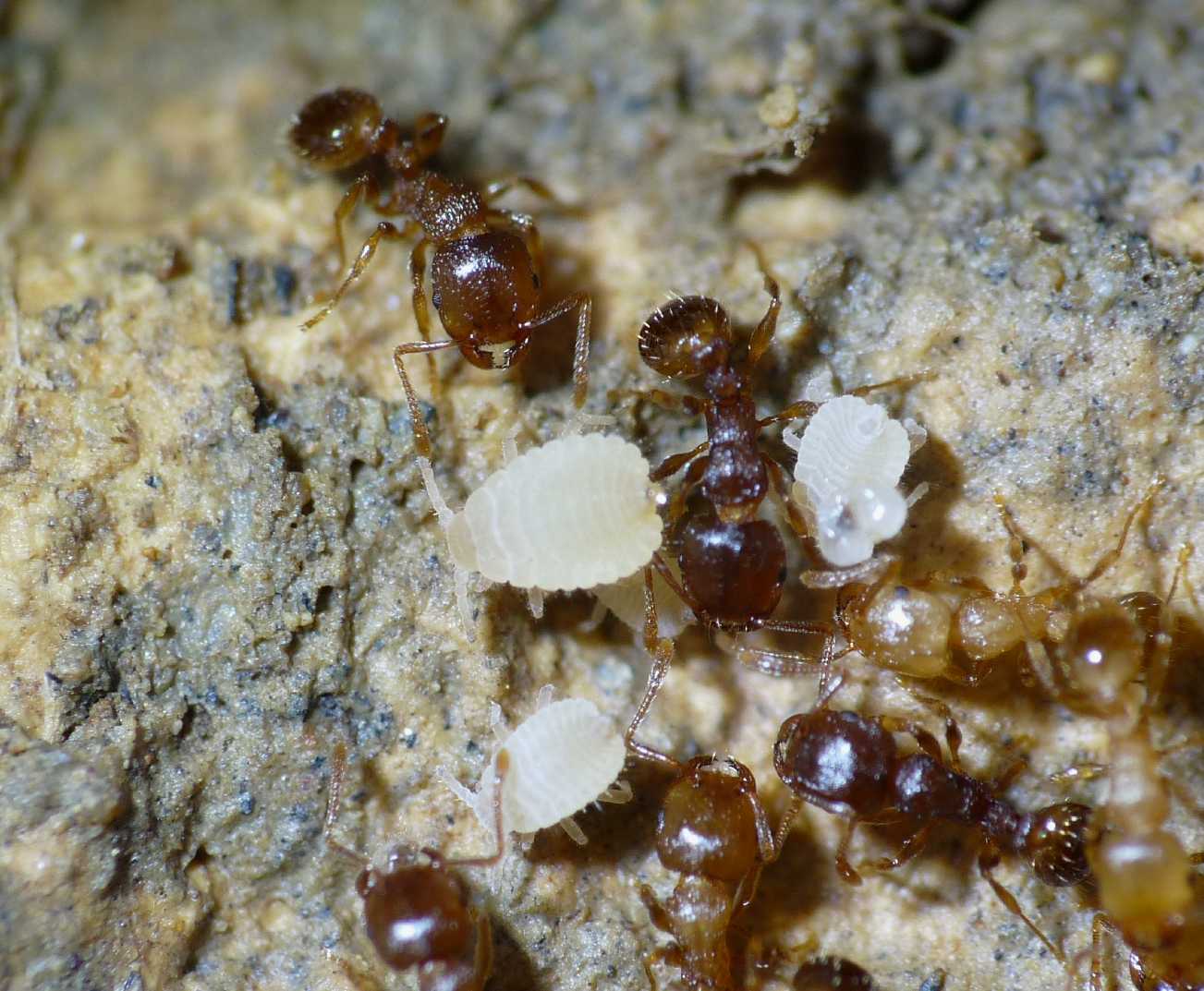 Aphididae ospiti delle formiche Pheidole pallidula: Geoica cfr pellucida